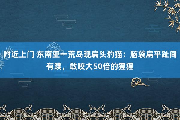 附近上门 东南亚一荒岛现扁头豹猫：脑袋扁平趾间有蹼，敢咬大50倍的猩猩